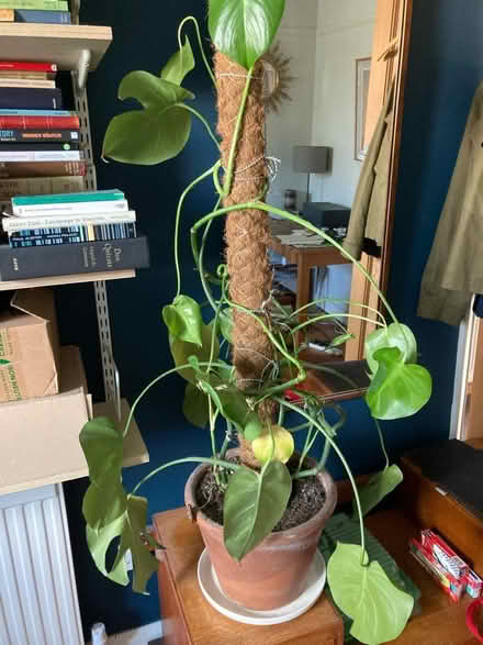 Photo of free Monstera houseplant plus pot (SE18 Woolwich) #1