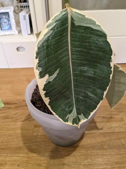 Photo of free Plant and pot (Camberley GU15) #3