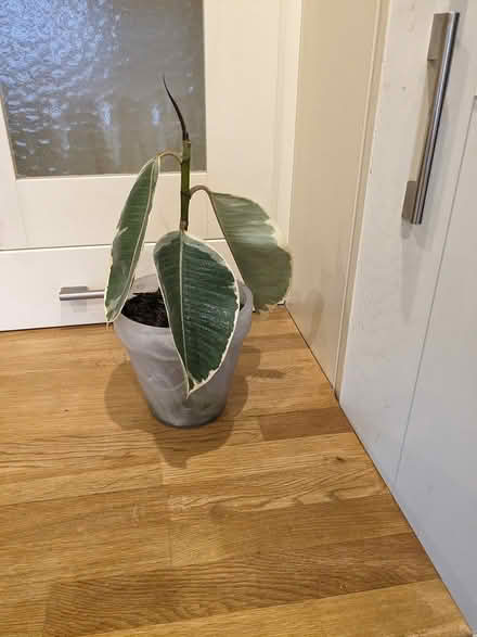 Photo of free Plant and pot (Camberley GU15) #1