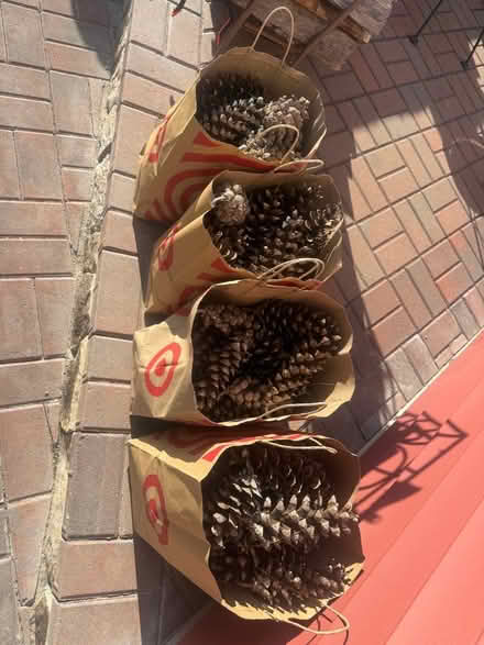 Photo of free Large Pinecones (Woburn on the Burlington line) #2