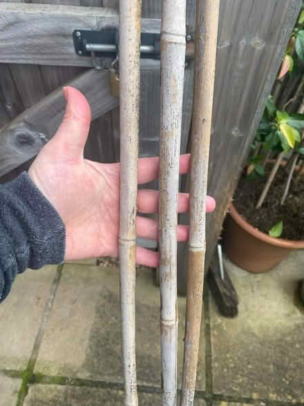 Photo of free 3 tall garden stakes plant support (Berwick Grange SY1) #2
