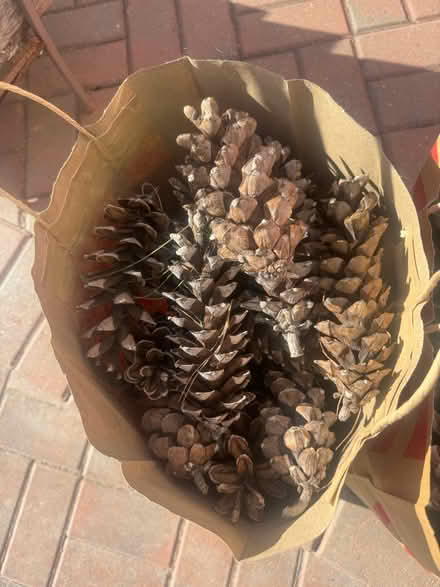 Photo of free Large Pinecones (Woburn on the Burlington line) #1