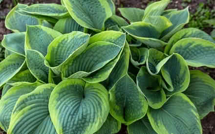 Photo of Hosta plants or seedling (Kendal LA9) #1