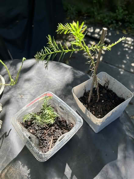 Photo of free Redwood seedlings (Park Blvd) #1