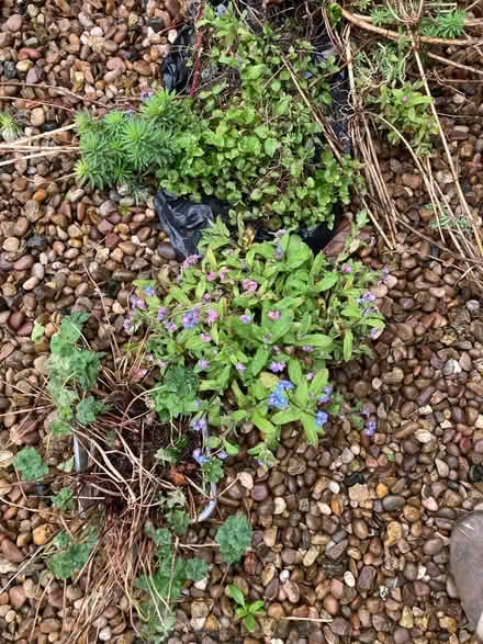 Photo of free Forgetmenots, hesperantha, geranium (Otley LS21) #3