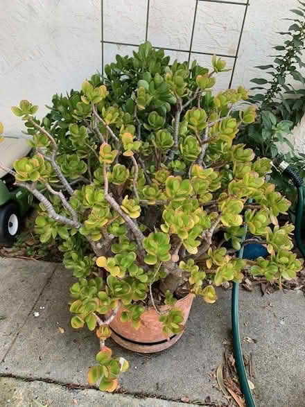 Photo of free Jade plant (central Hayward) #1