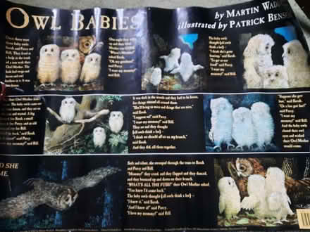 Photo of free Baby Owl Poster (Queenstown FY1) #1