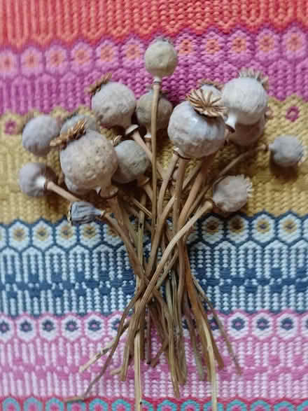 Photo of free Beautiful seedheads (Bowbridge GL5) #3