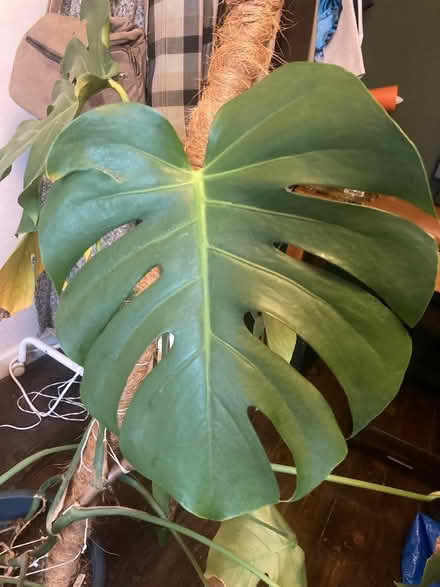 Photo of free Monstera plant (Hampton Hill TW12) #2