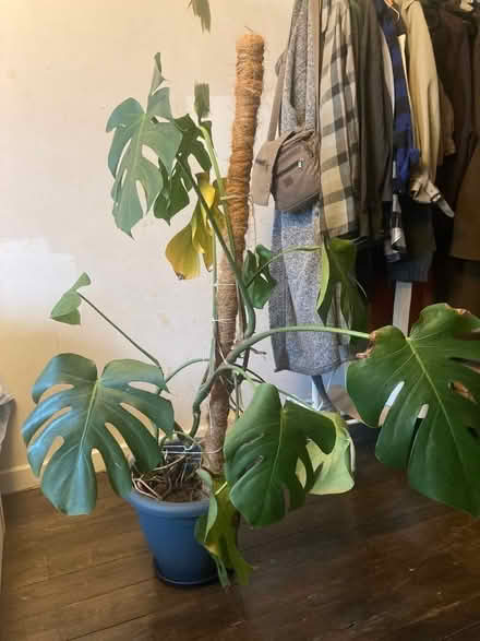 Photo of free Monstera plant (Hampton Hill TW12) #1