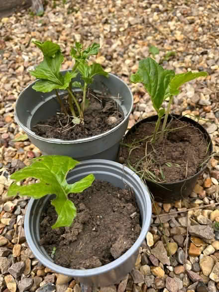 Photo of free Bear's Breeches Plant Cuttings (CT10) #1