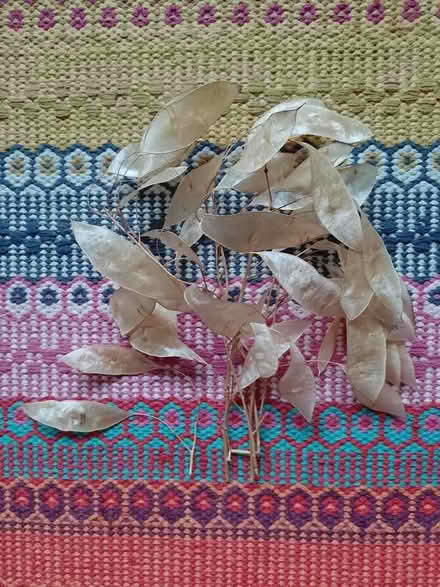 Photo of free Beautiful seedheads (Bowbridge GL5) #2