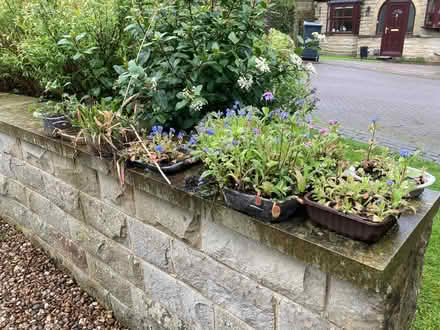 Photo of free Forgetmenots, hesperantha, geranium (Otley LS21) #1