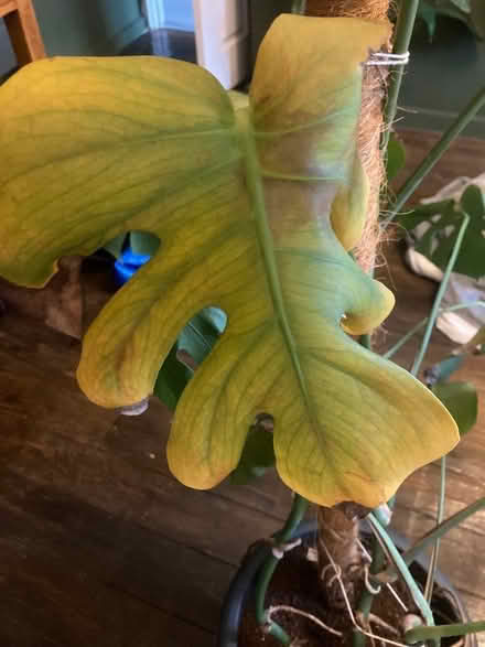 Photo of free Monstera plant (Hampton Hill TW12) #3
