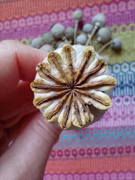 Photo of free Beautiful seedheads (Bowbridge GL5) #1