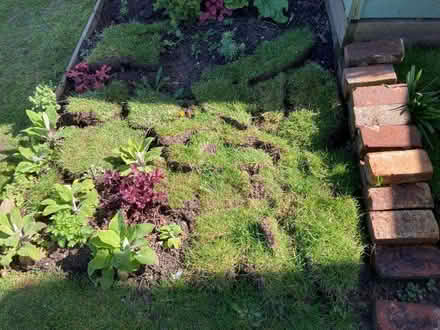 Photo of free Small turfs, just cut approx 22 sq.ft (Hastings TN35) #1