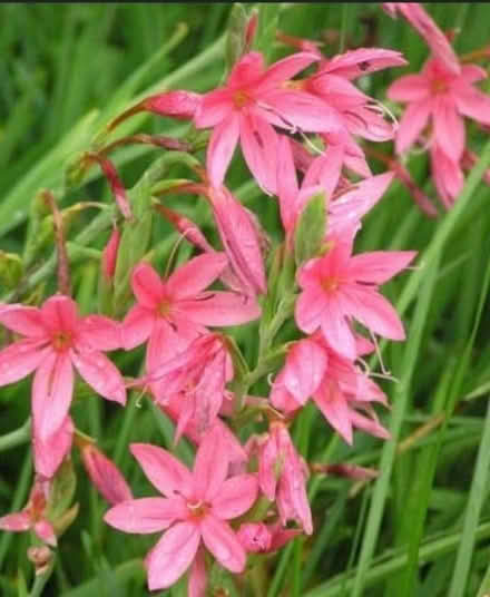 Photo of free Forgetmenots, hesperantha, geranium (Otley LS21) #2