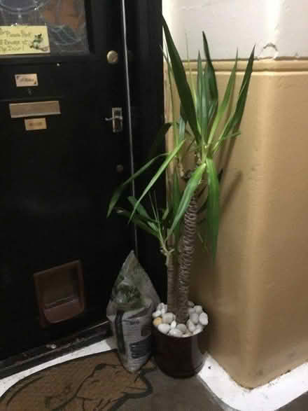 Photo of free Yukka plant (East End Glasgow G31) #1