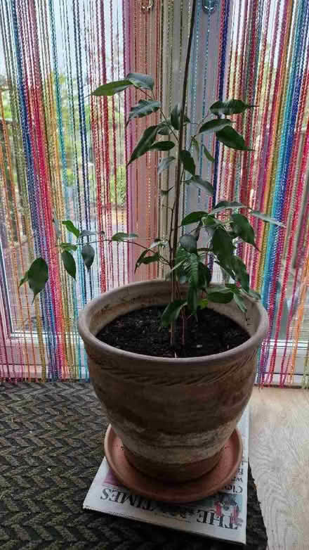 Photo of free Weeping fig including pot (Oldends Farm GL10) #1