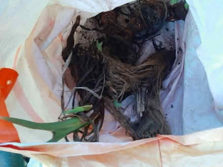 Photo of free Iris tubers (Birds Marsh View, SN15) #1