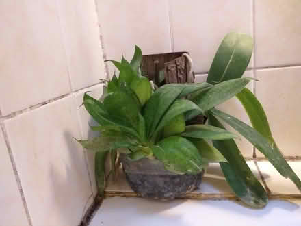 Photo of free Houseplant give away (Rayners Lane, HA2) #2
