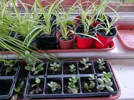 Photo of free House plants (Hanworth RG12) #1