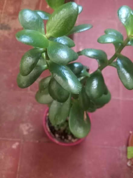 Photo of free House plants (B16) #4