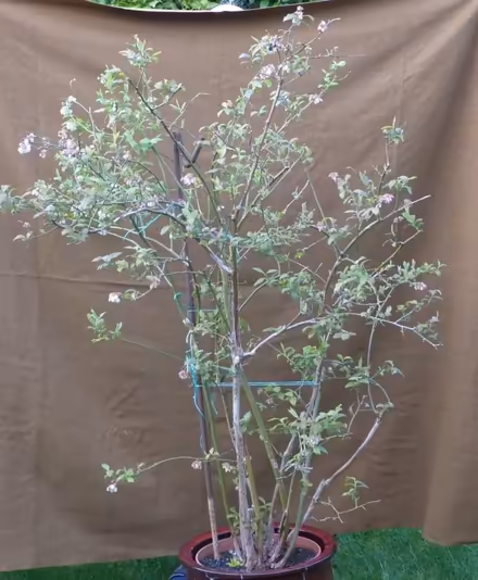 Photo of free Blueberry bush (West Oxfordshire OX28) #1