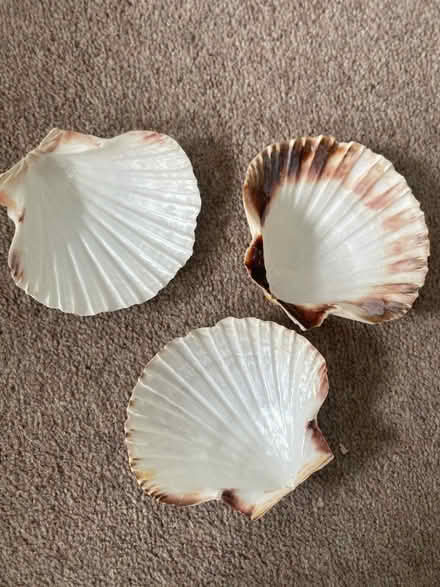 Photo of free Decorative Shells (West Silvertown E16) #1