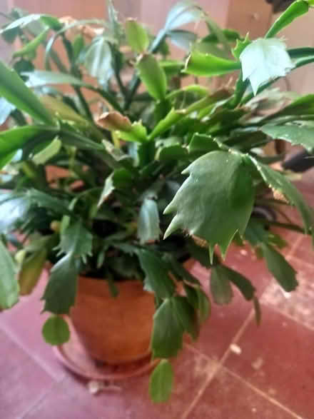 Photo of free House plants (B16) #1