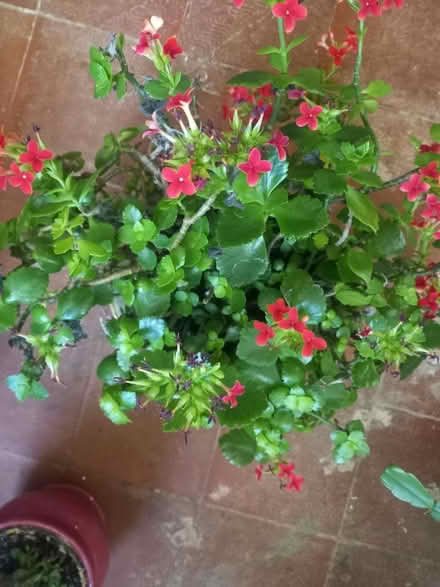 Photo of free House plants (B16) #2