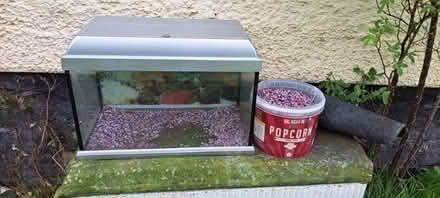 Photo of free Small fish tank (Letchworth Garden City) #1