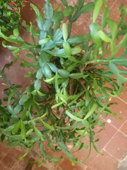 Photo of free House plants (B16) #3