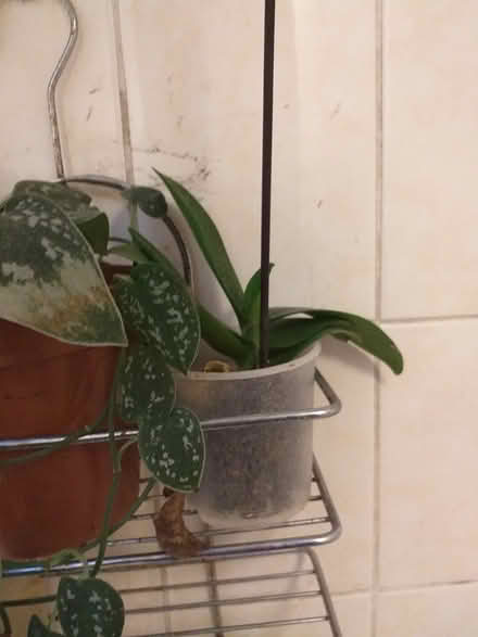 Photo of free Houseplant give away (Rayners Lane, HA2) #3