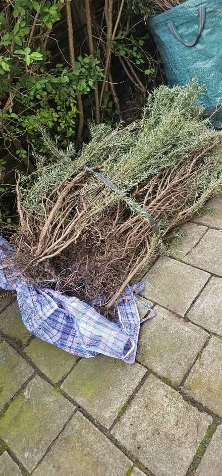 Photo of free rosemary bunch (GU22) #1