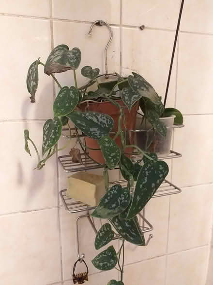 Photo of free Houseplant give away (Rayners Lane, HA2) #4