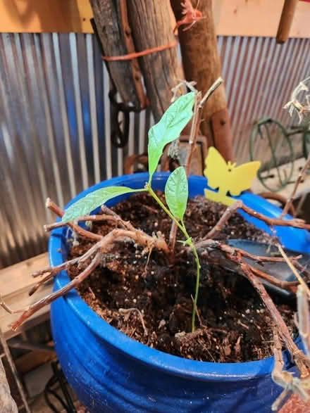 Photo of free Oak seedling (East Dubuque) #1
