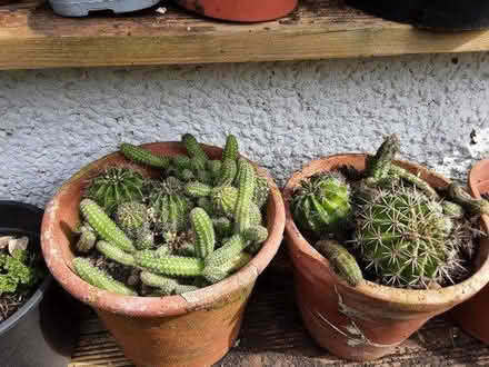 Photo of free Cactus plants (SN1 old town swindon) #2
