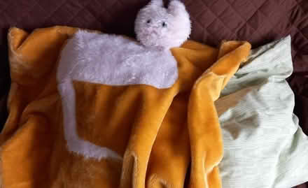 Photo of free beanbag cat bed (Victoria Park HP20) #2