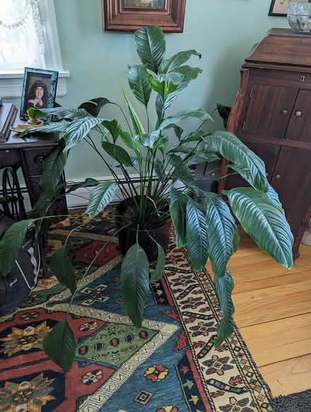 Photo of free Potted plant (Hawthorne, NY) #1