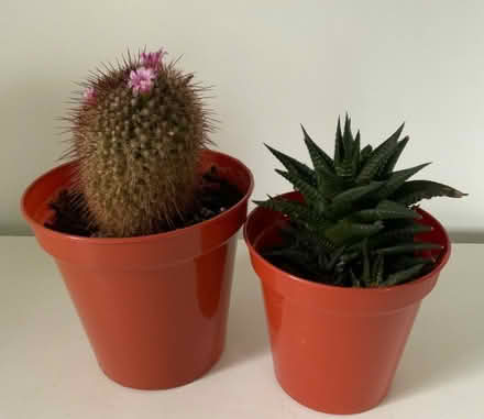 Photo of free Cacti (Ringmer BN8) #1