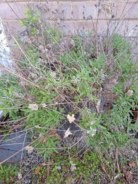 Photo of free Lavender plant x 2 (Orton Waterville) #2