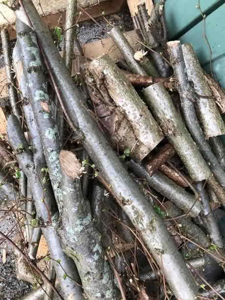 Photo of free Small logs (Welling DA16) #1