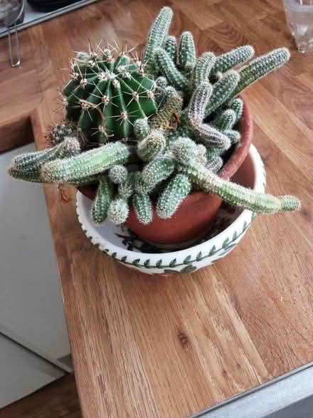 Photo of free Cactus plants (SN1 old town swindon) #1
