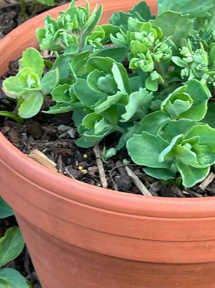 Photo of Sedum (Rockville) #1