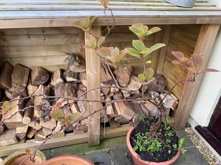 Photo of free Kiwi plant (I think) (Moorlinch TA7) #1