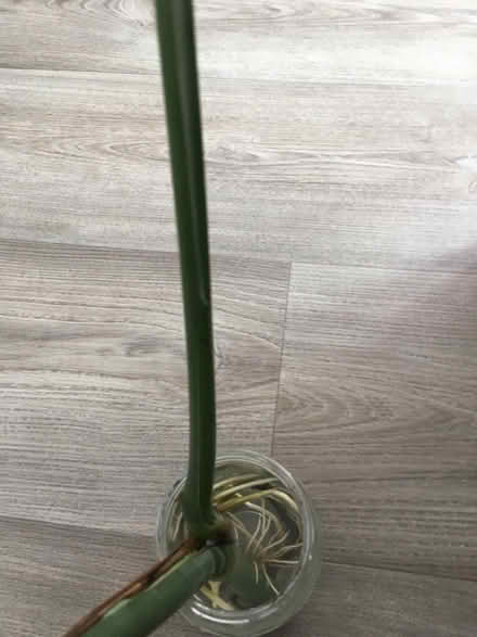 Photo of free Cheese plant cutting (Greenwich MV, SE10) #4