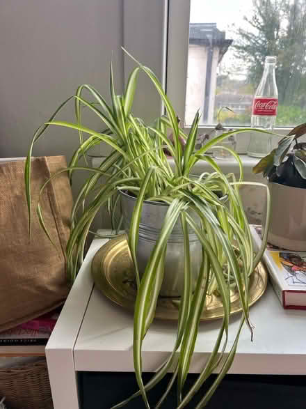 Photo of free Spider plant (Sands high wycombe HP12) #1