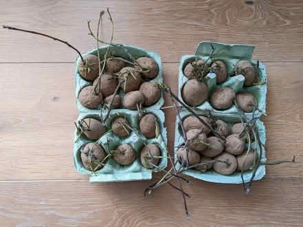 Photo of free Seed potatoes (Glenageary) #1