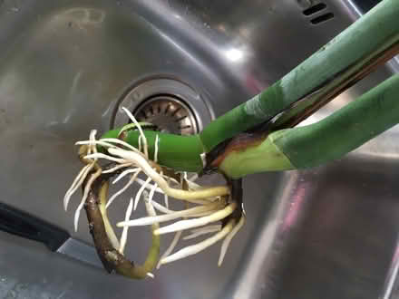 Photo of free Cheese plant cutting (Greenwich MV, SE10) #2